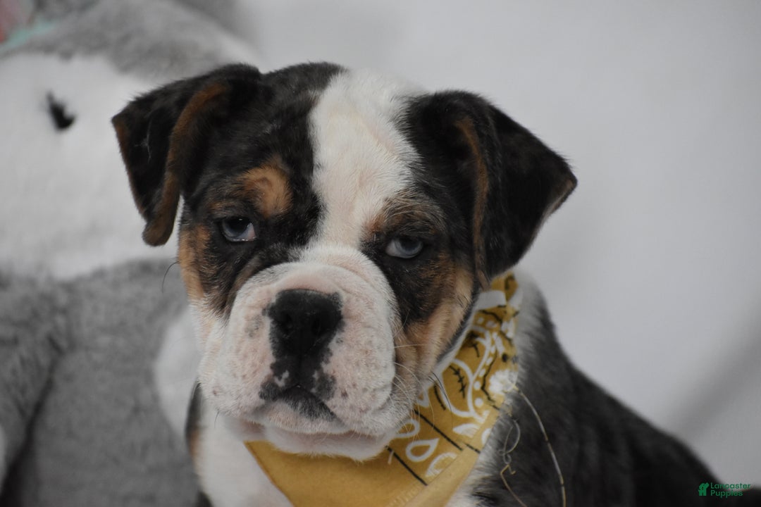 Mixed Breed dogs for sale: Wrangler - Ad 4