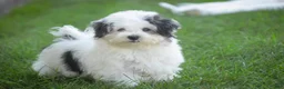 Havanese dogs for sale: Twila Havanese Puppy  - Ad 10