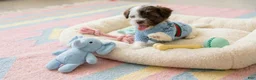 Maltipoo dogs for sale: BABY - Ad 4