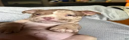 American Bully dogs for sale: Riot - Ad 3