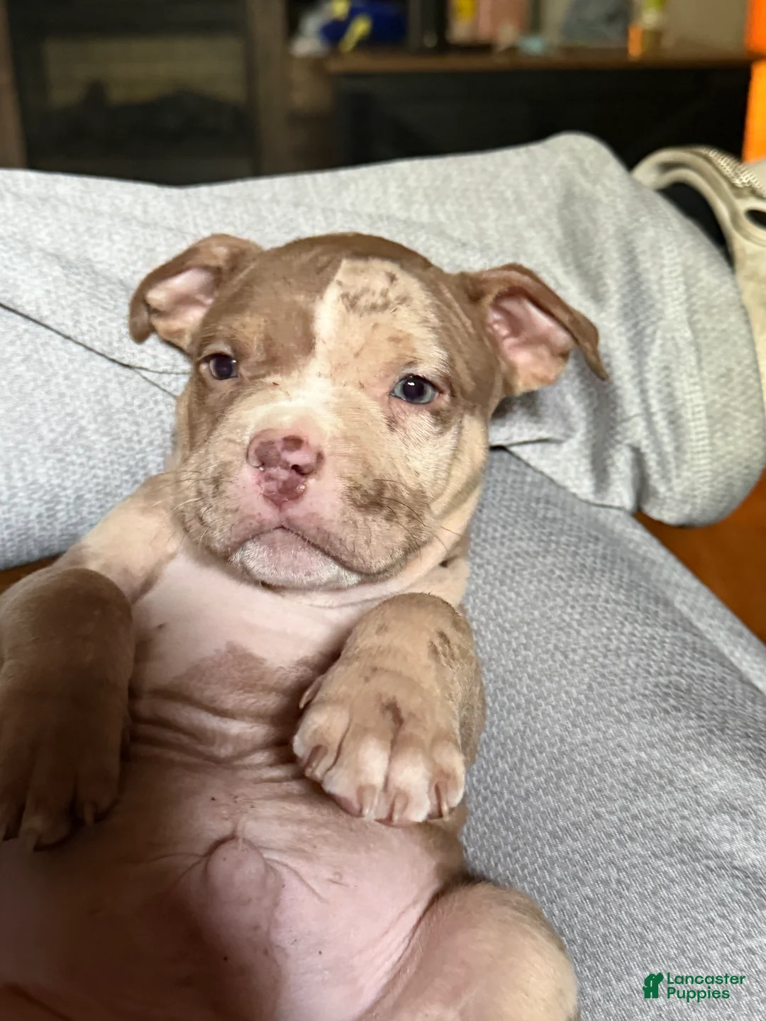 American Bully dogs for sale: Riot - Ad 3