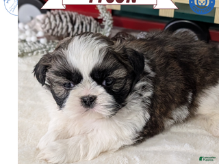 Shih Tzu dogs Tyson - Ad 6