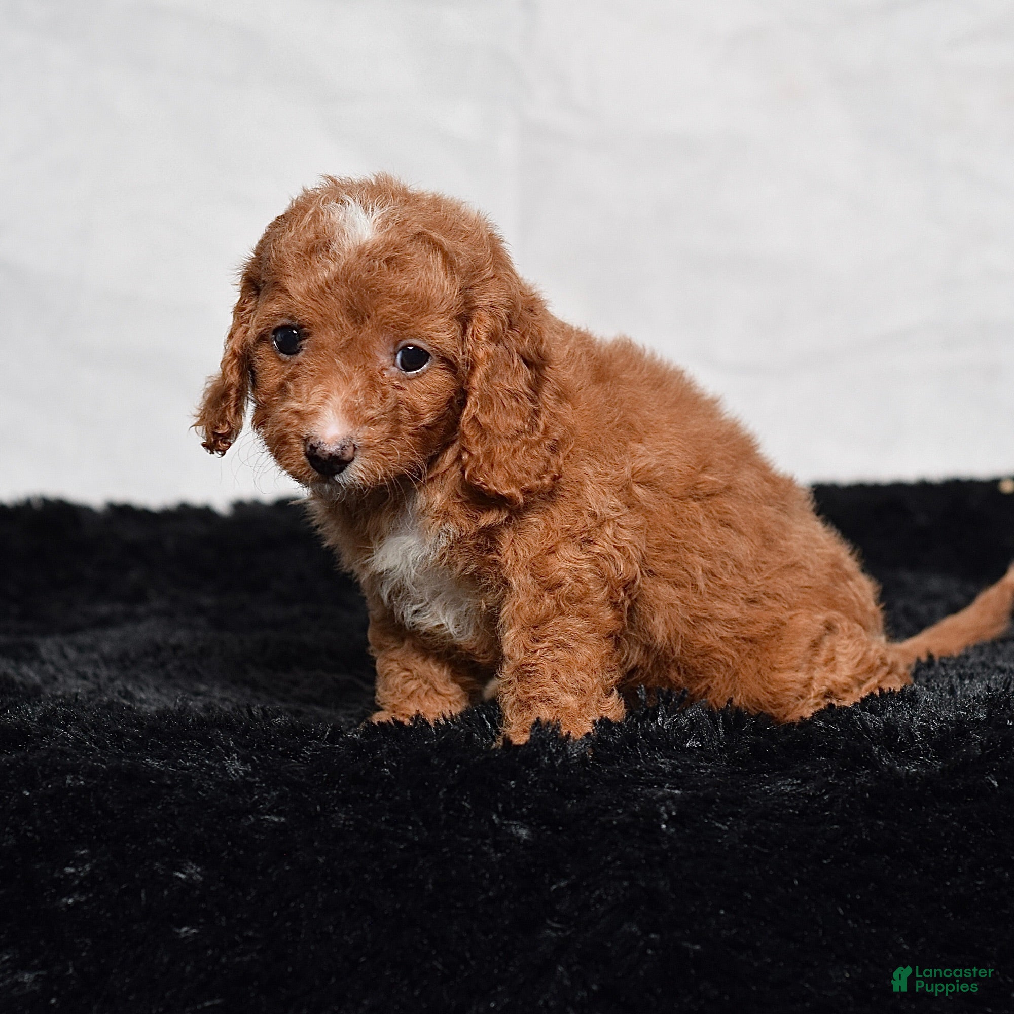 Cavapoo dogs Wendy - Ad 2