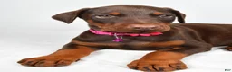 Doberman Pinscher dogs for sale: Lori - Ad 5