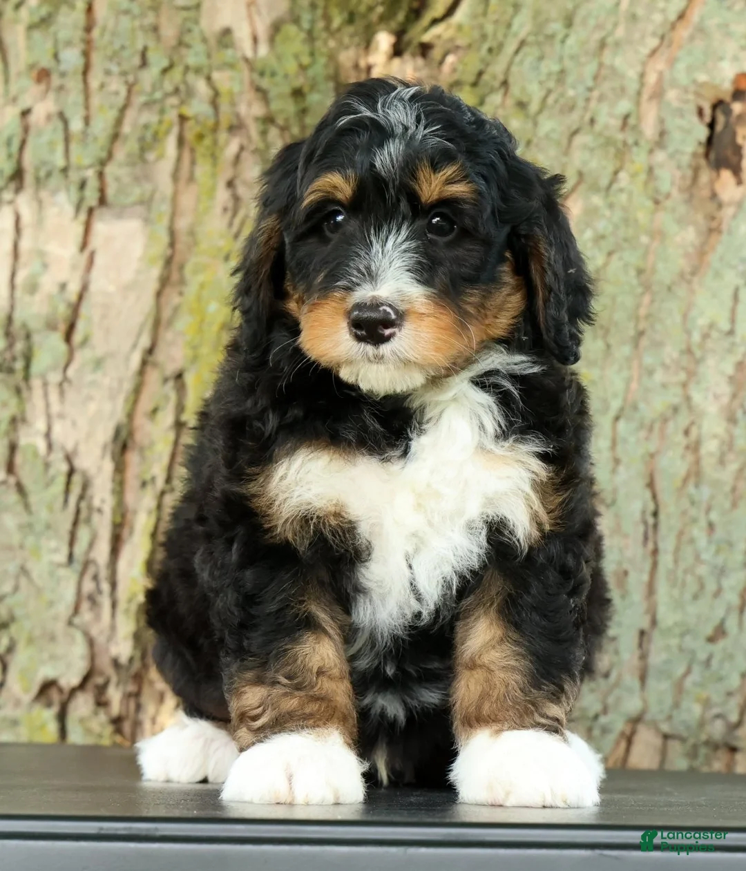 Mini Bernedoodle dogs for sale: Rocket - Ad 2