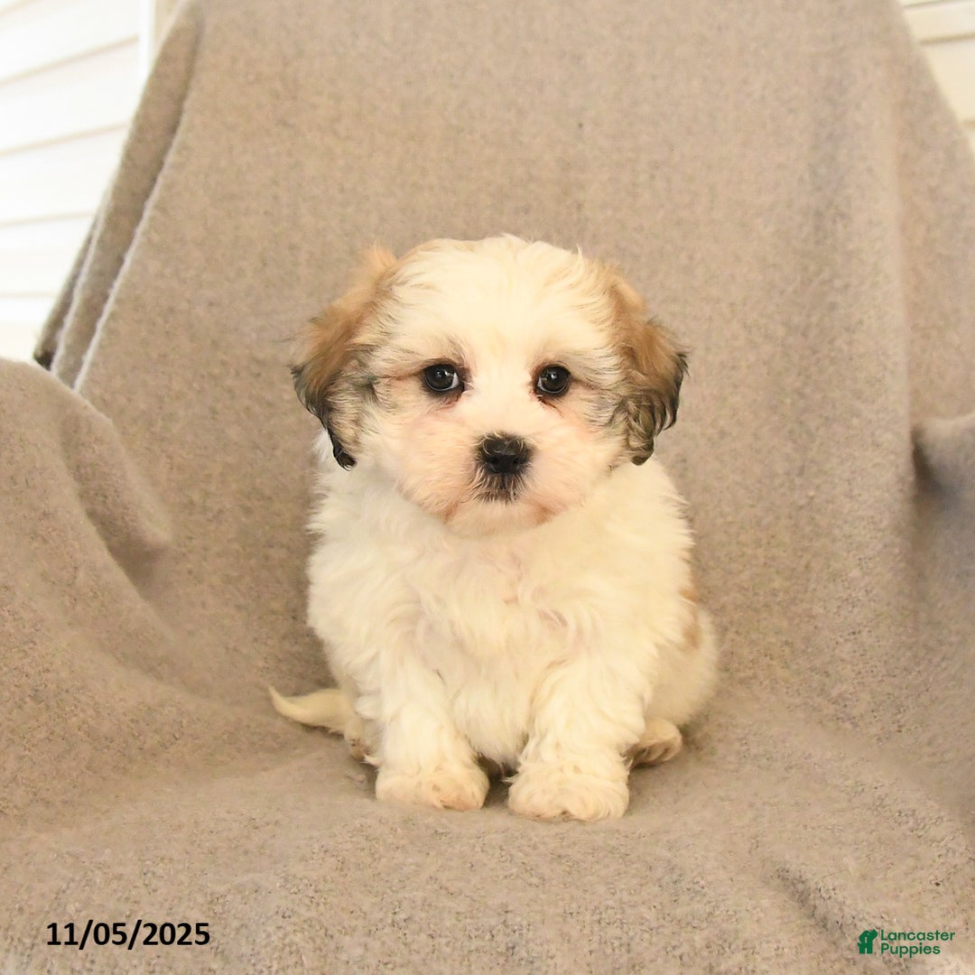 Teddy Bear dogs for sale: Duke - Ad 3