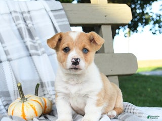 Welsh Corgi Pembroke dogs - Ad 26