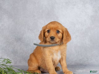 Miniature Golden Retriever dogs - Ad 6