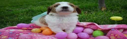 Goldendoodle dogs for sale: Miss Red - Ad 6
