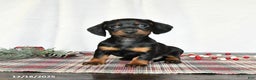 Miniature Dachshund dogs for sale: Sage - Ad 3