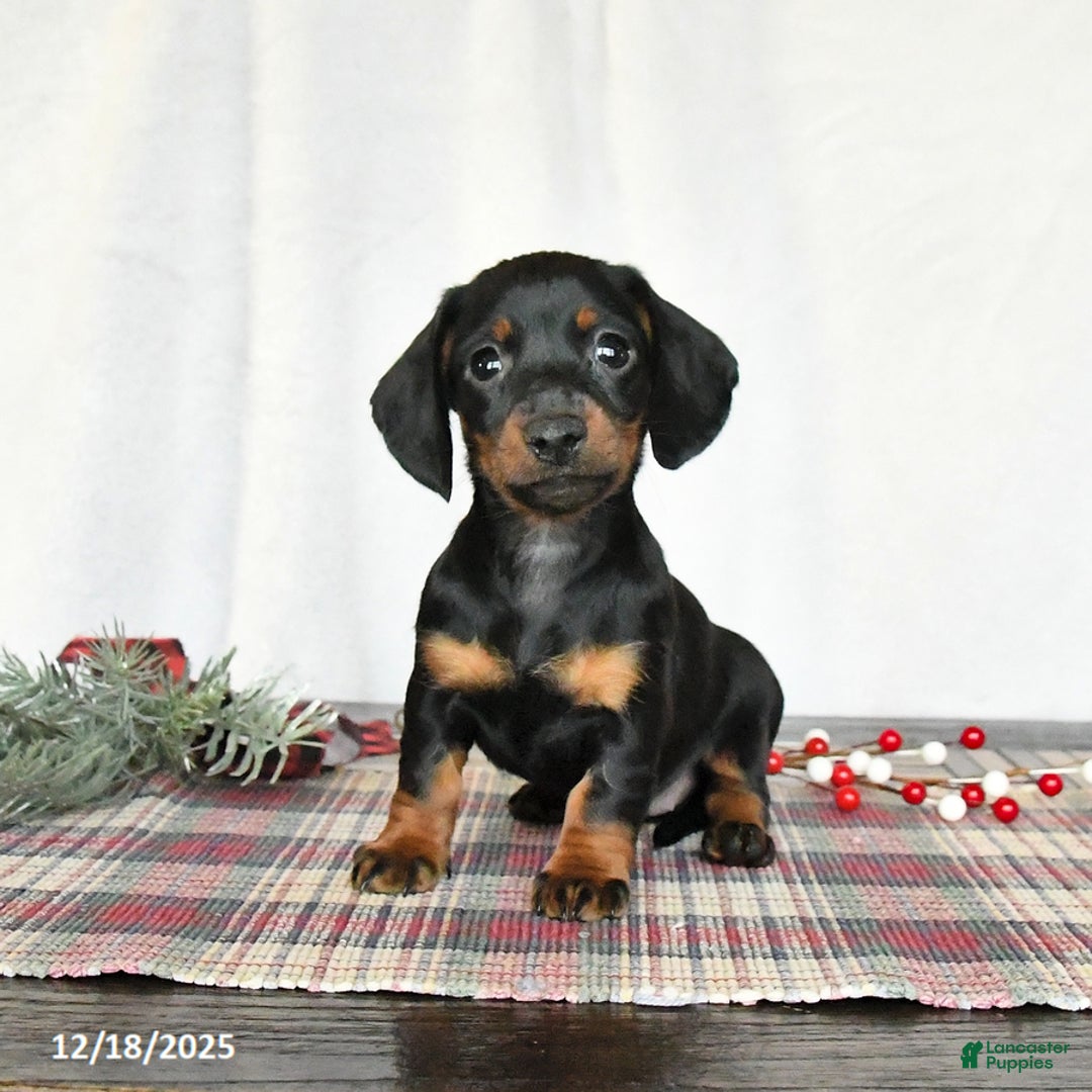 Miniature Dachshund dogs for sale: Sage - Ad 3