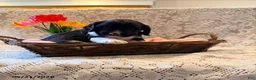 English Springer Spaniel dogs for sale: Rowdy - Ad 1