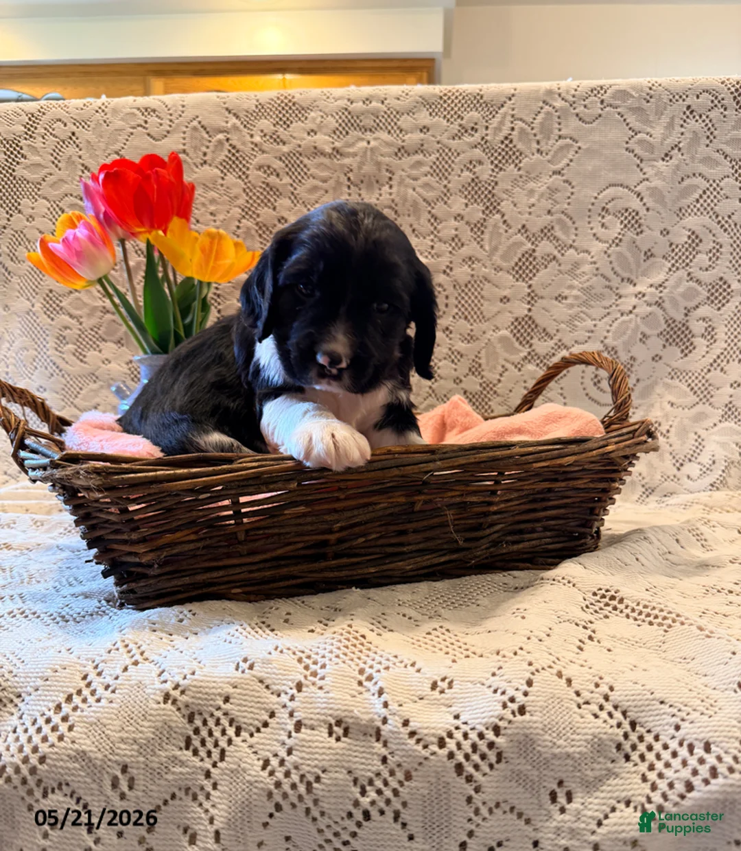 English Springer Spaniel dogs for sale: Rowdy - Ad 1