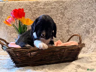 English Springer Spaniel dogs for sale: Rowdy - Ad 3