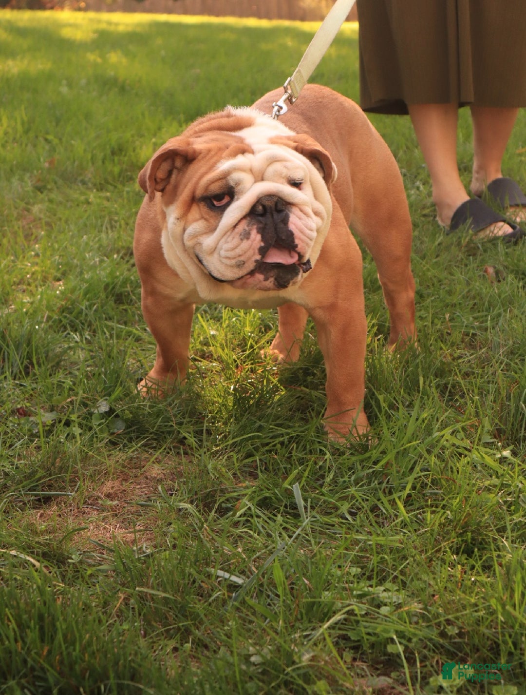 English Bulldog dogs for sale: English Bulldog Puppy 3 - Ad 10