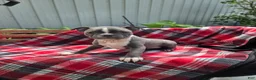 Boston Terrier dogs for sale: Candi - Ad 4