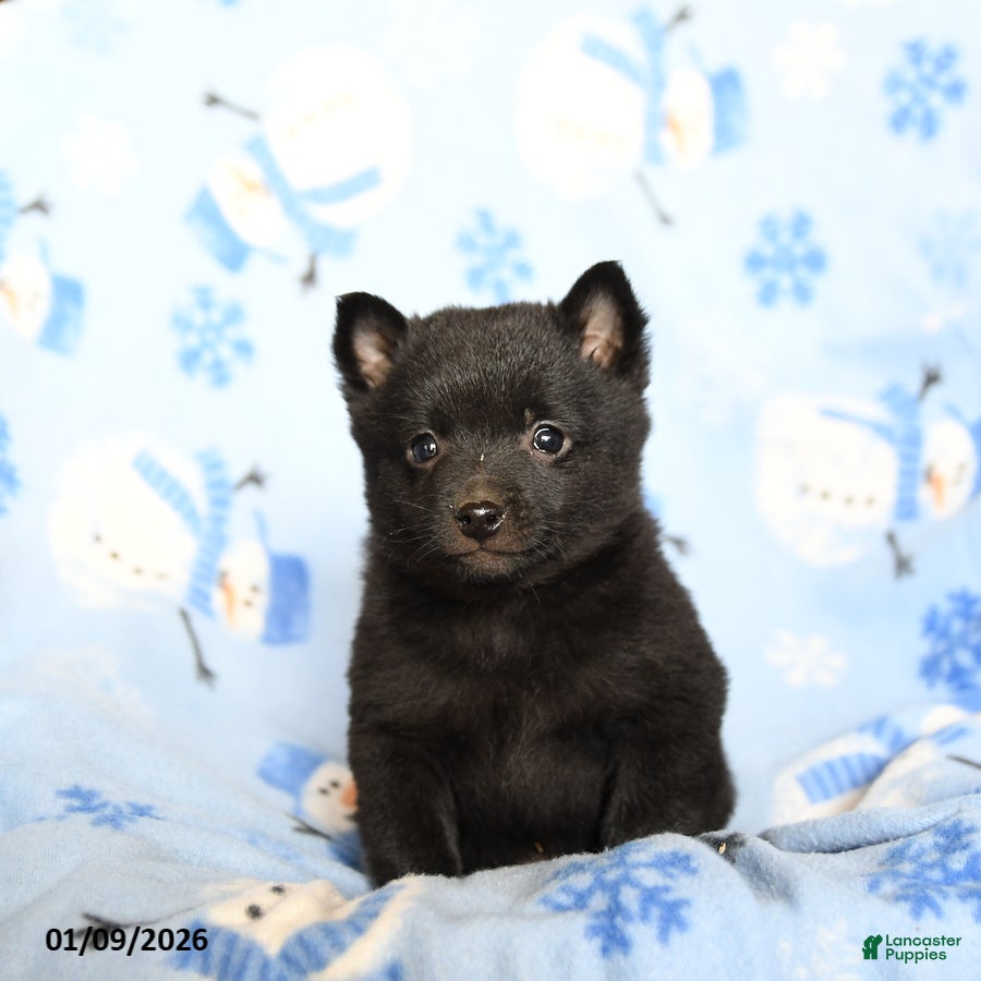 Schipperke dogs Reggie - Ad 2