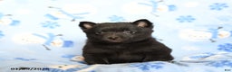 Schipperke dogs for sale: Reggie - Ad 2
