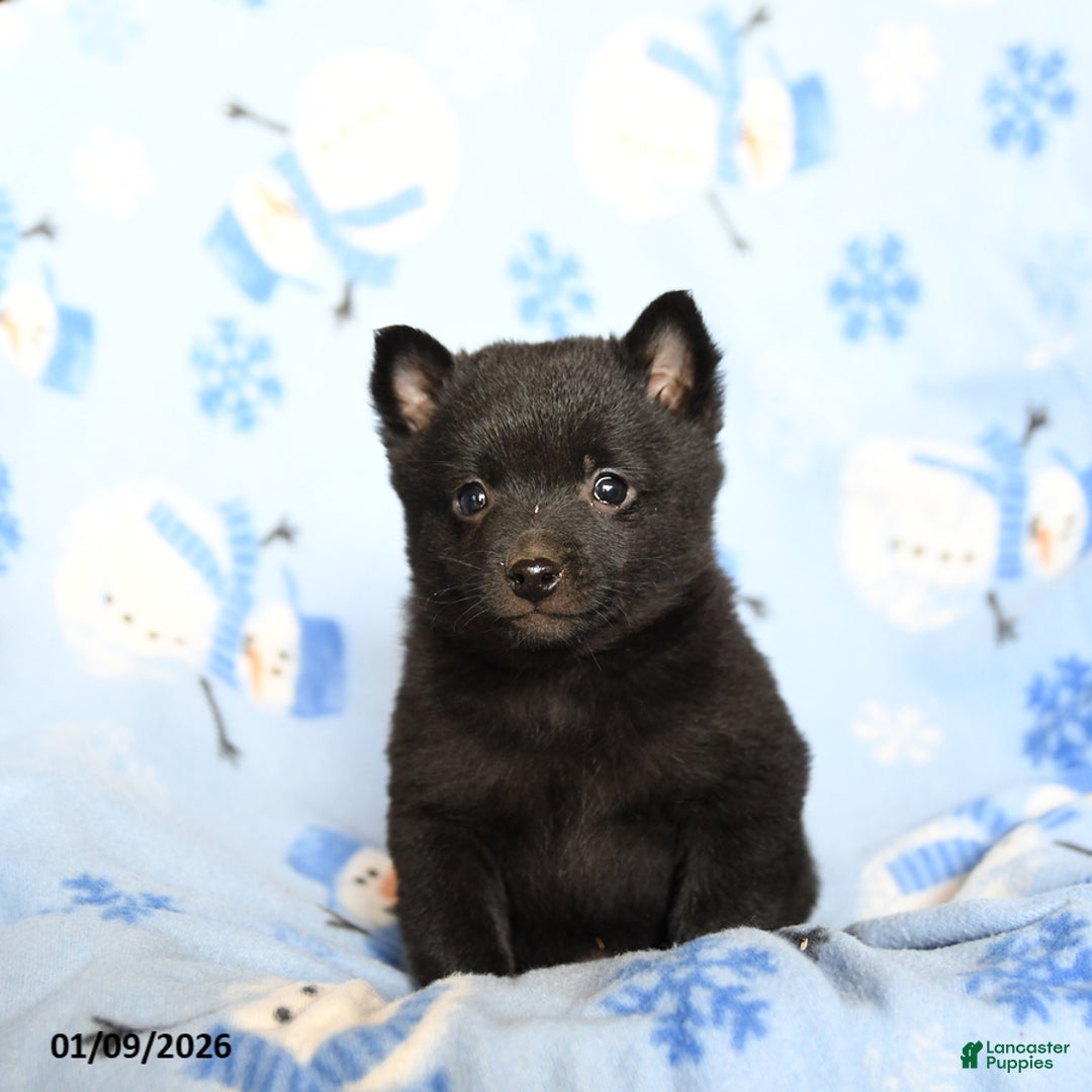 Schipperke dogs for sale: Reggie - Ad 2