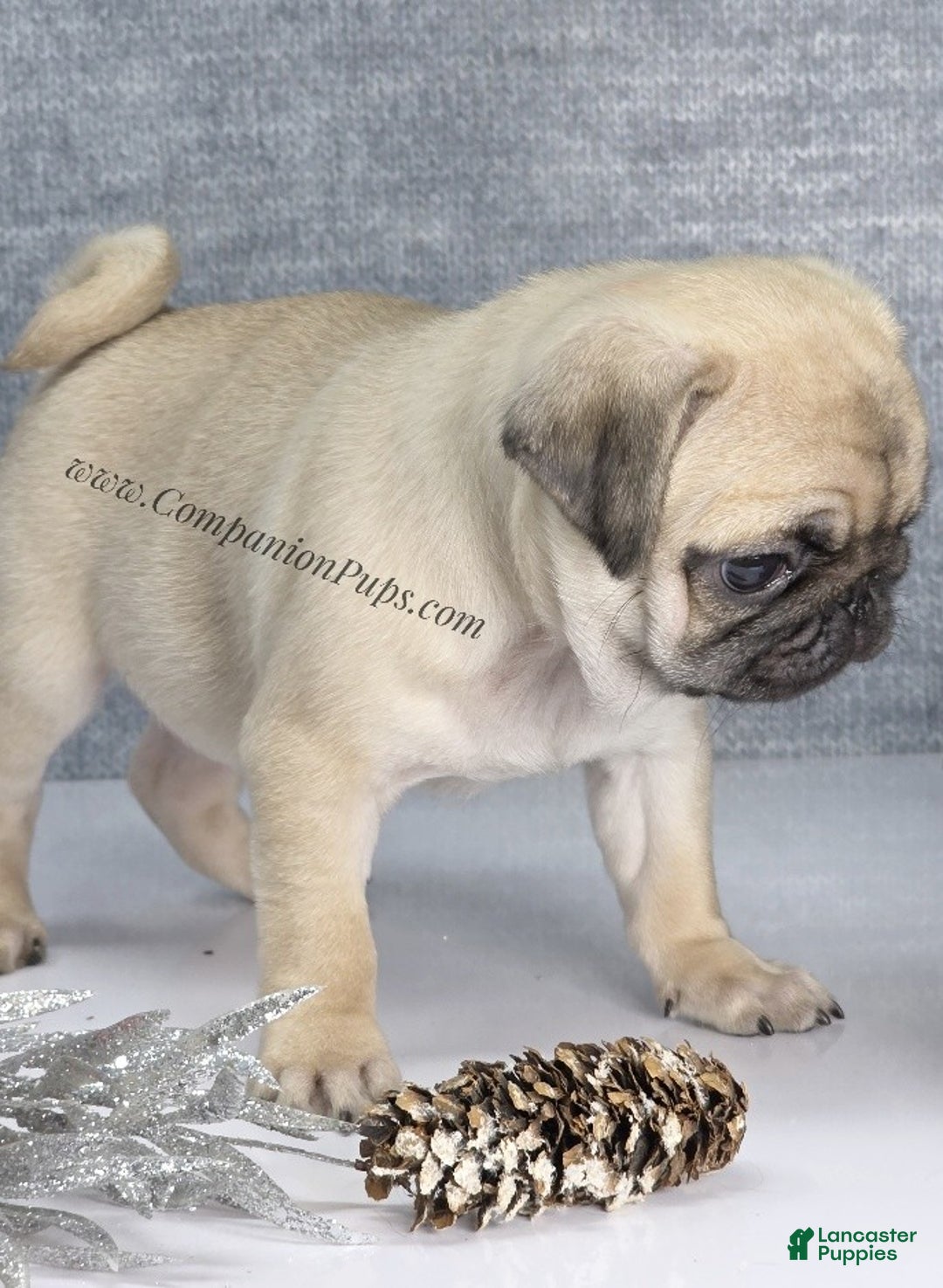 Pug dogs for sale: Marie Soft, Sweet, Playful Pug Pup! Great Christmas Present! - Ad 15