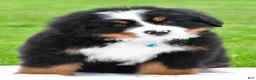 Bernese Mountain Dog dogs for sale: Rexton - Ad 3