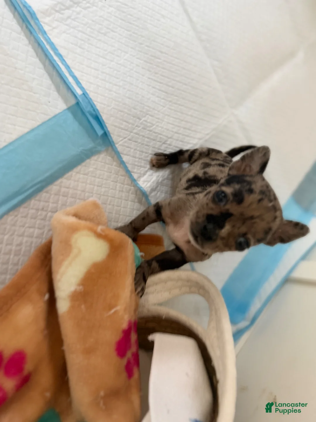 Chihuahua dogs for sale: Black merle boy - Ad 6