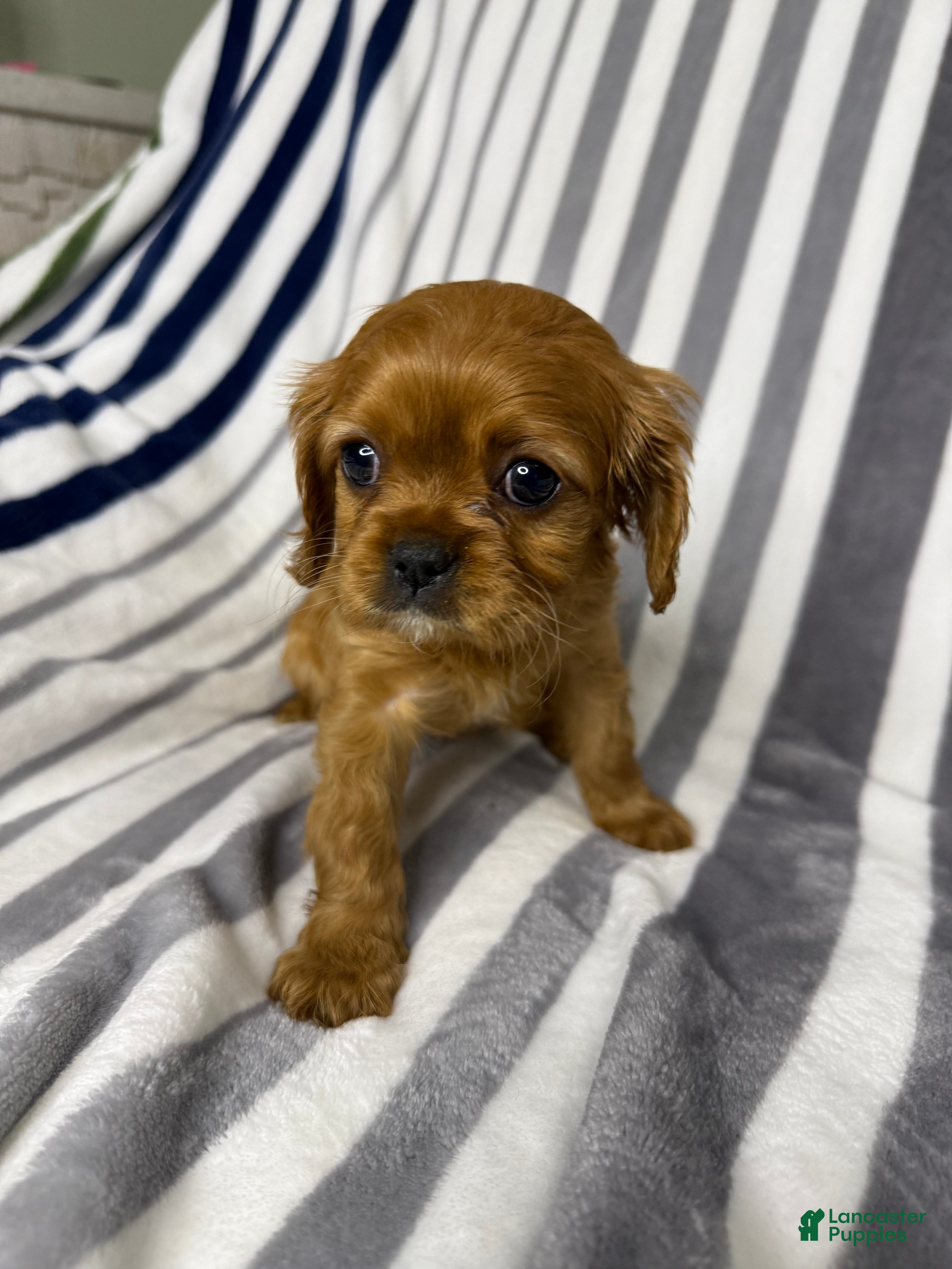 Cavalier King Charles Spaniel dogs Ginger - Ad 6