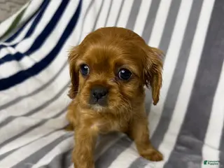 Cavalier King Charles Spaniel dogs Ginger - Ad 6