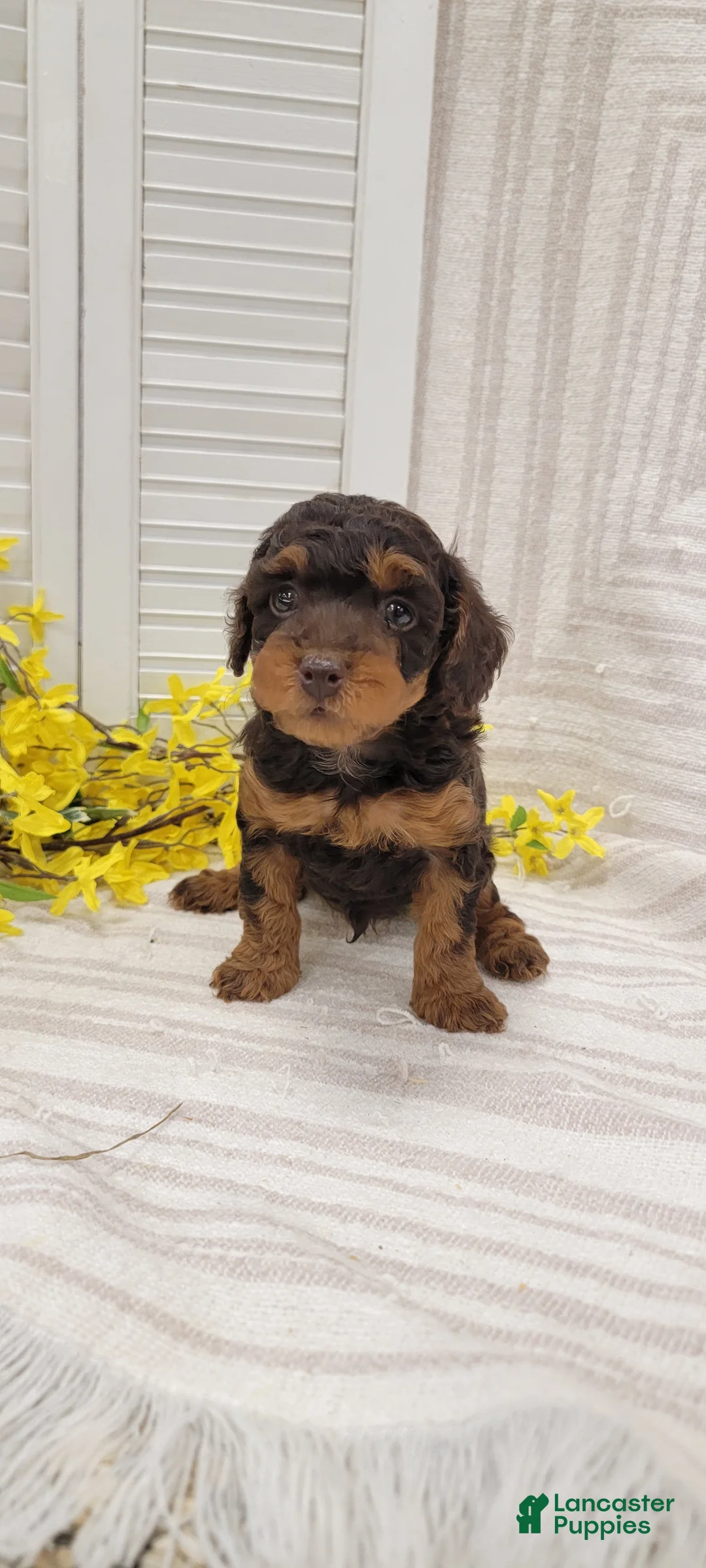 Toy Poodle dogs for sale: Rody  - Ad 2