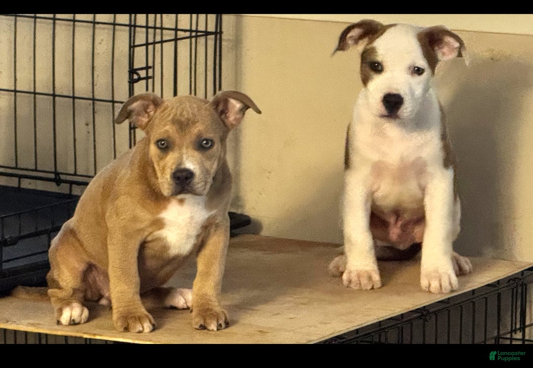 American Bully dogs for sale: American Bully Puppy 3 (Rex) - Ad 10
