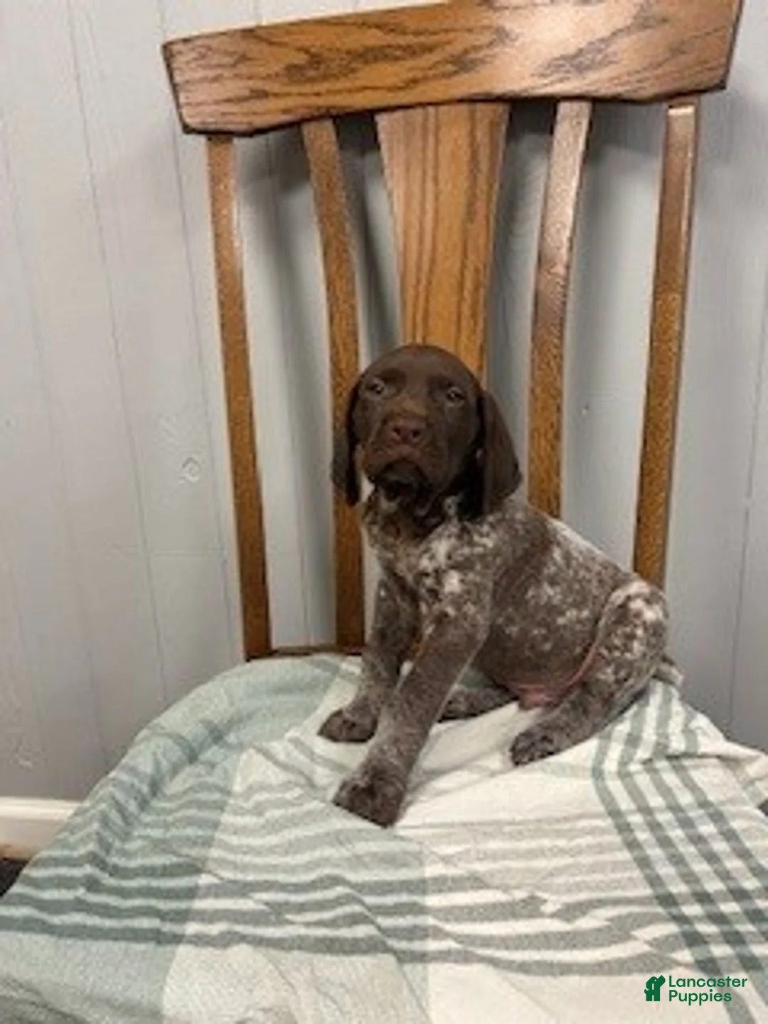 German Shorthaired Pointer dogs for sale: Duke - Ad 2