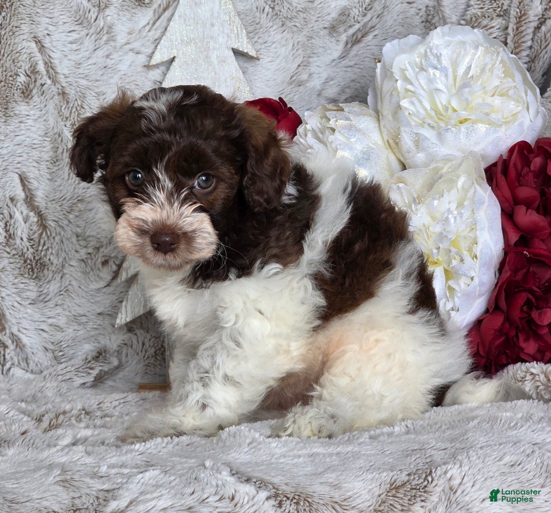Schnoodle dogs for sale: Holly - Ad 5