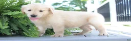 Golden Retriever dogs for sale: Summer - Ad 3