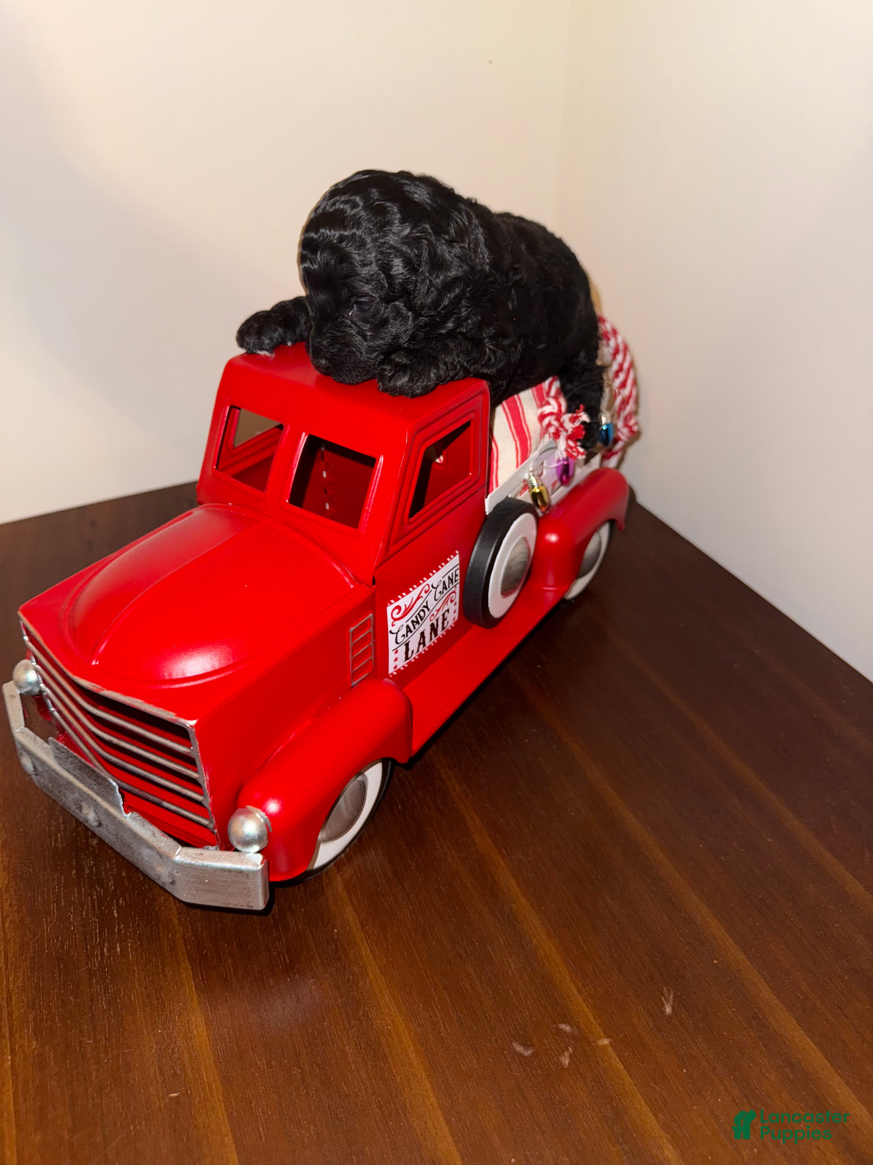 Toy Poodle dogs Dash - Ad 38