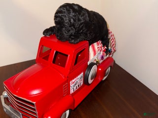 Toy Poodle dogs Dash - Ad 38