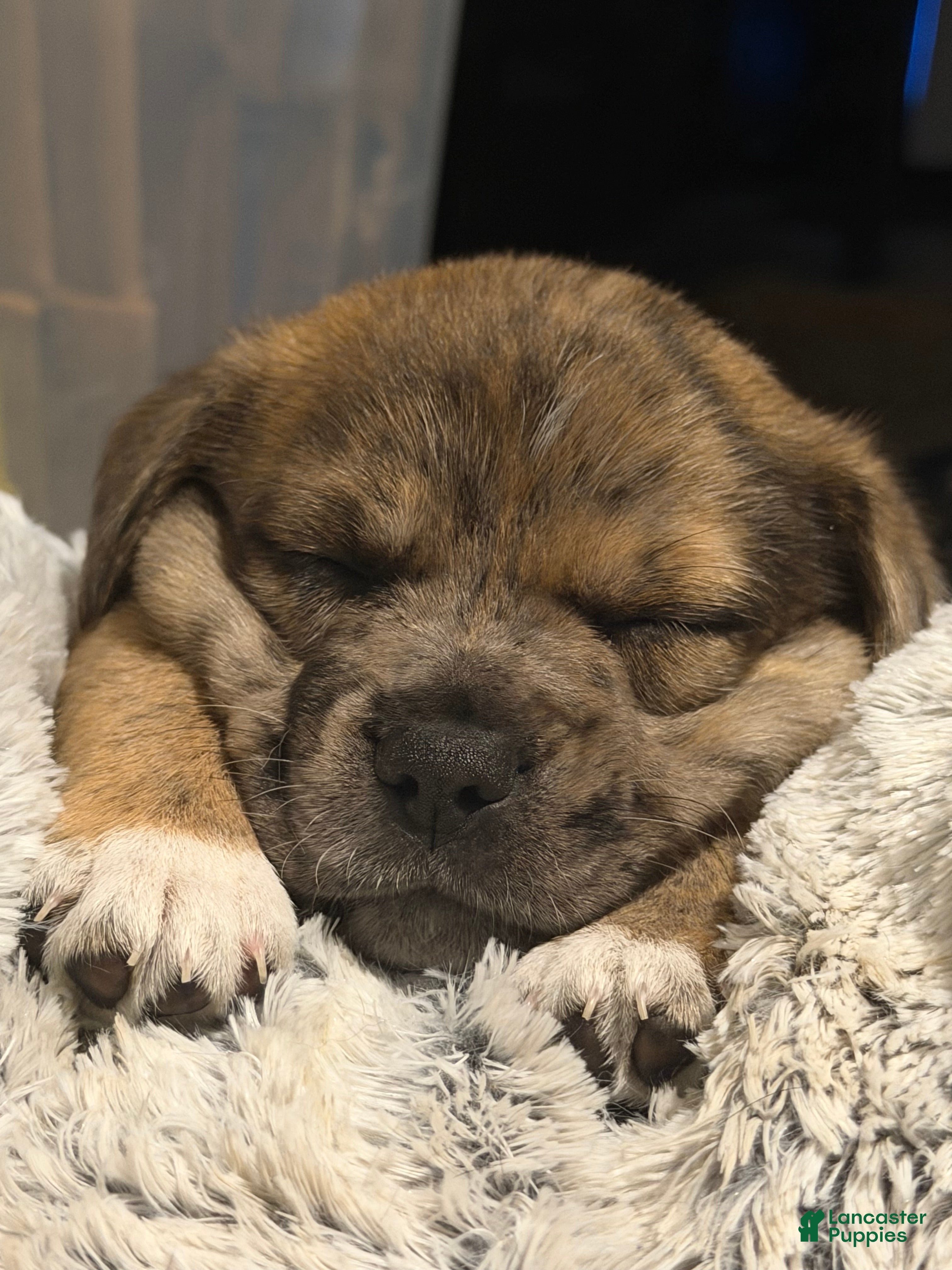 Mixed Breed dogs Larry - Ad 37