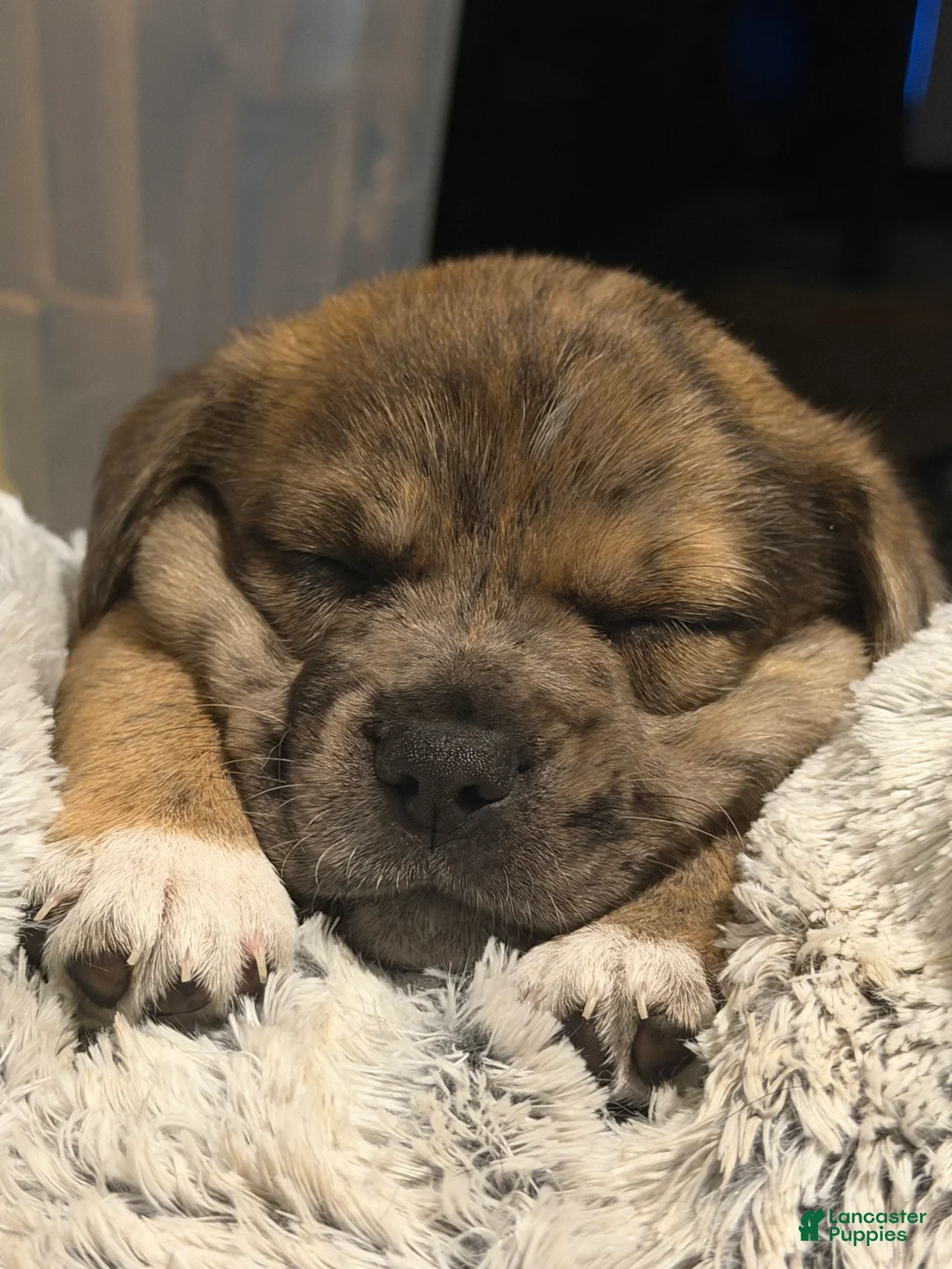 Mixed Breed dogs for sale: Larry - Ad 1