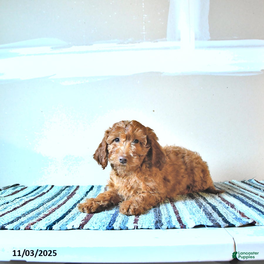 Irish Doodle dogs Lucy - Ad 18