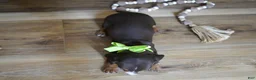 Miniature Dachshund dogs for sale: Tippy - Ad 4