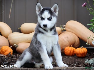 Siberian Husky dogs - Ad 28