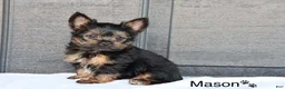 Yorkshire Terrier dogs for sale: Mason - Ad 1