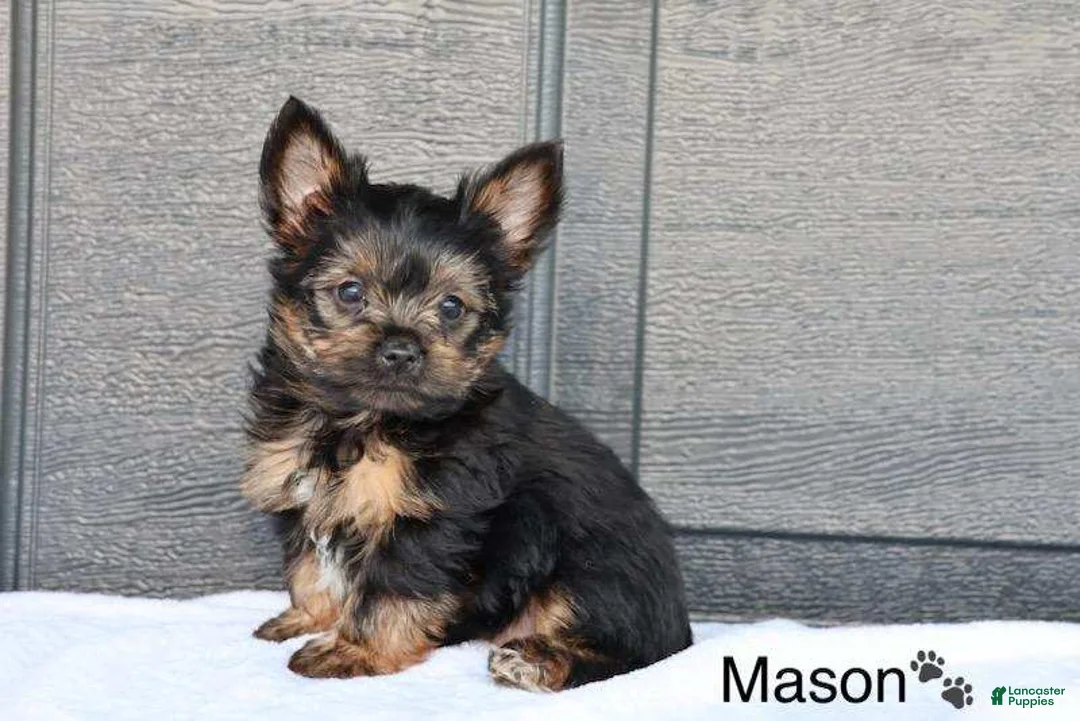 Yorkshire Terrier dogs for sale: Mason - Ad 1