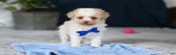 Toy Poodle dogs for sale: Crisco - Ad 4