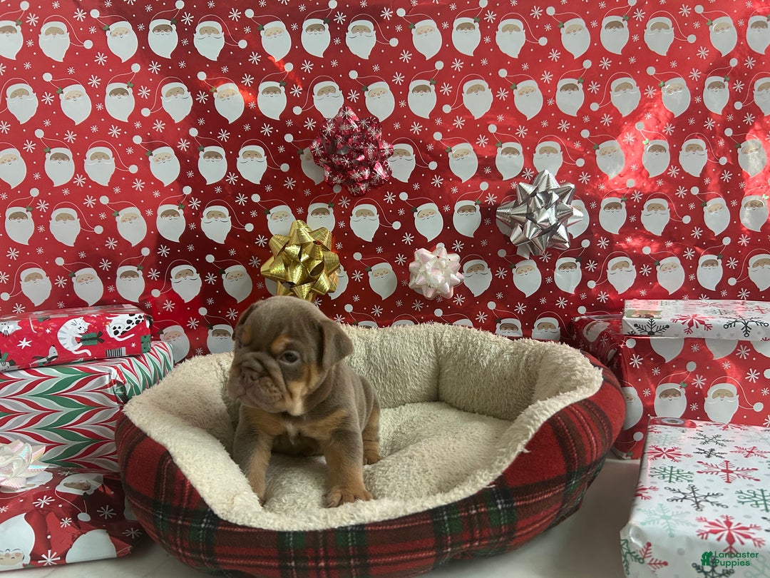 English Bulldog dogs for sale: Piper - Ad 2