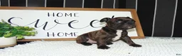 French Bulldog dogs for sale: Tommy - Ad 3