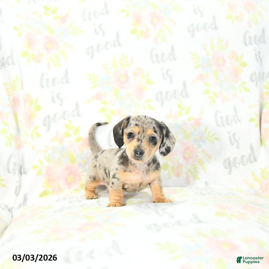 Miniature Dachshund dogs Ellie - Ad 1