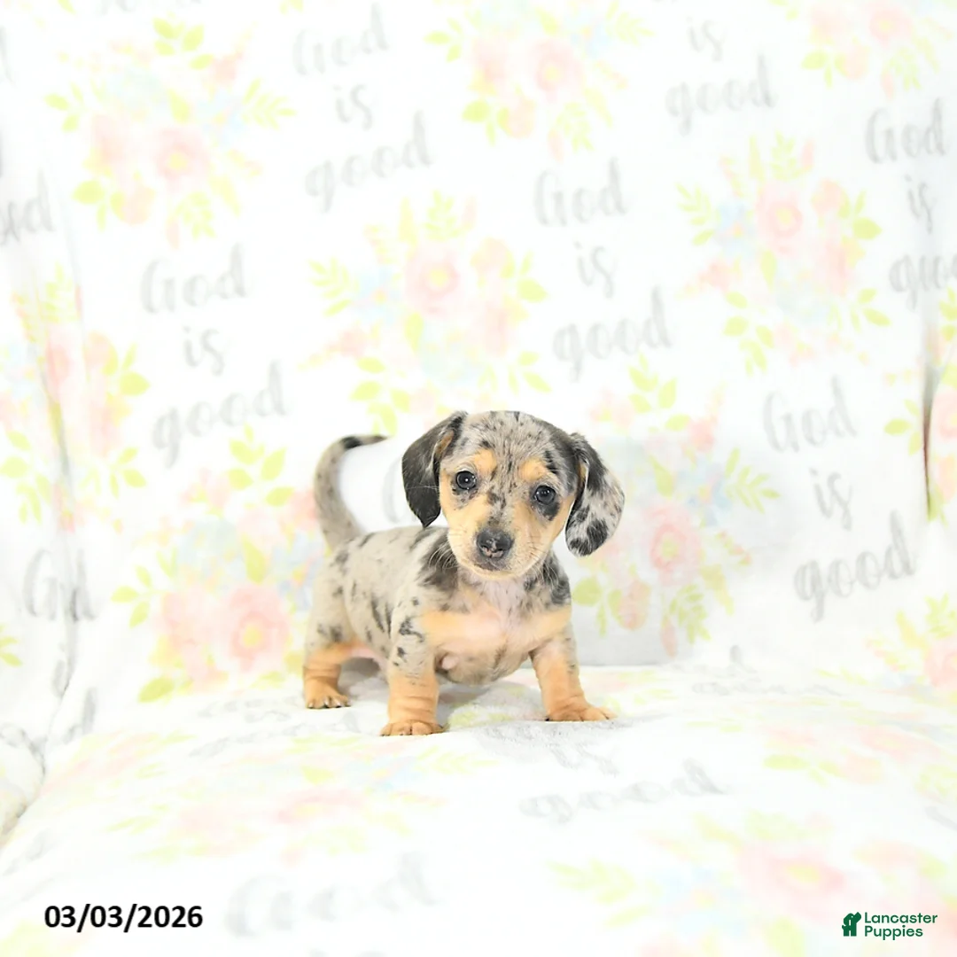 Miniature Dachshund dogs for sale: Ellie - Ad 1