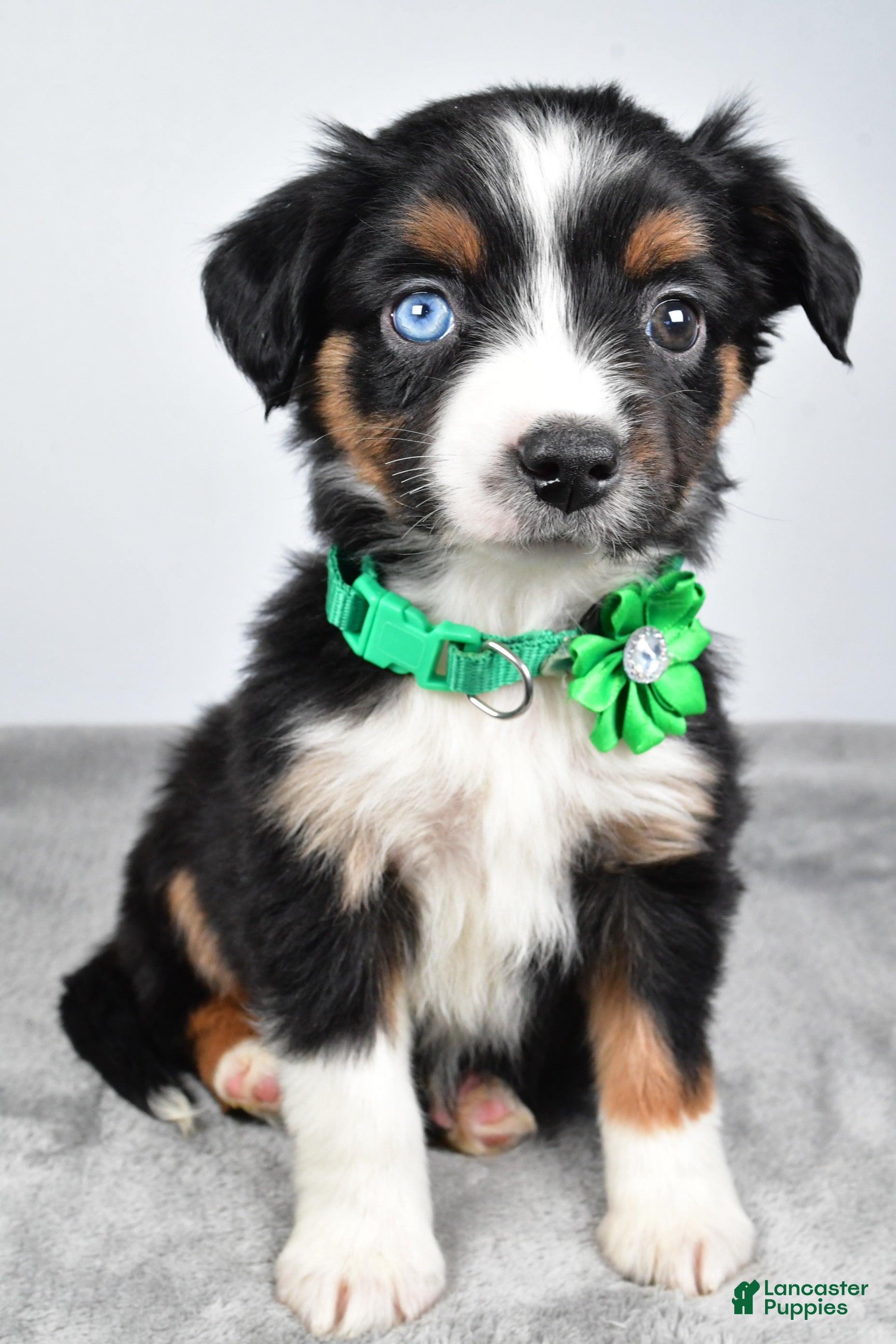 Miniature Australian Shepherd dogs Olive - Ad 17