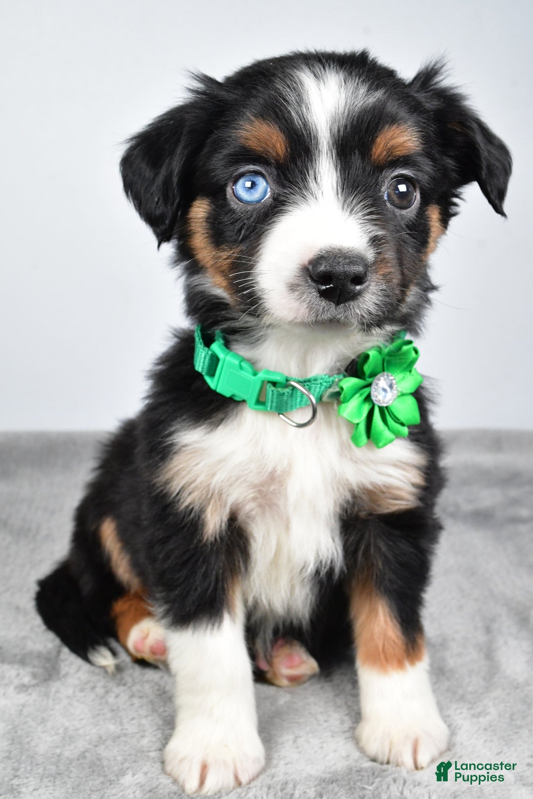 Miniature Australian Shepherd dogs for sale: Olive - Ad 1