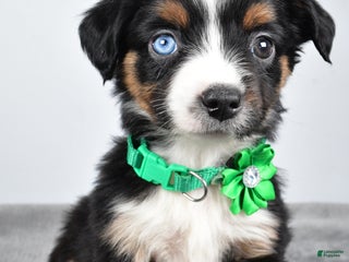 Miniature Australian Shepherd dogs Olive - Ad 3